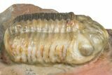 Prone Austerops Trilobite Fossil - Jorf, Morocco #368613-2